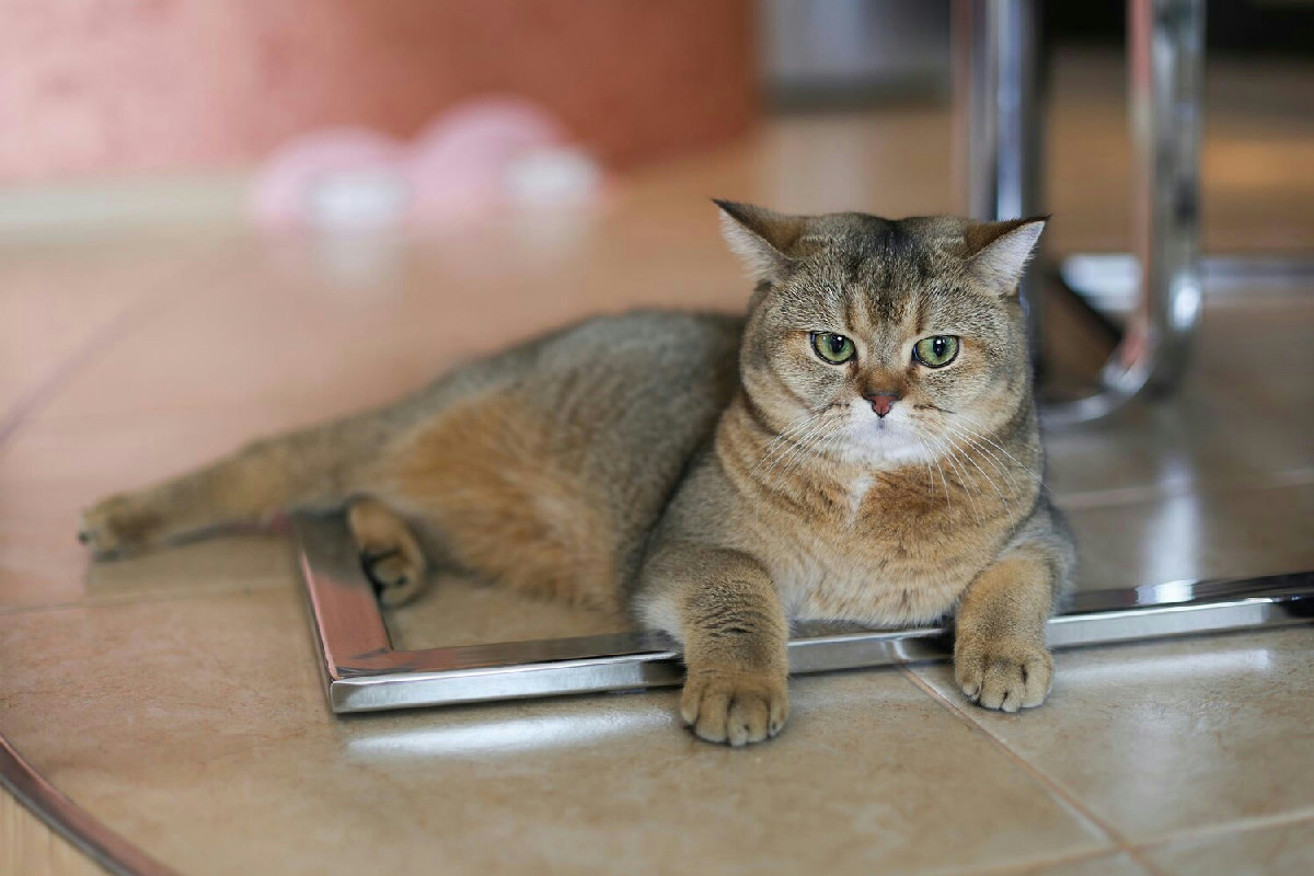 Sovrappeso negli animali domestici: strategie efficaci per garantire benessere e salute a lungo termine