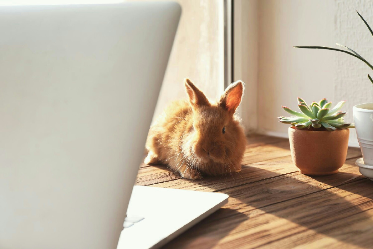 Spazi accoglienti per conigli: consigli pratici per allestire un ambiente sicuro e confortevole