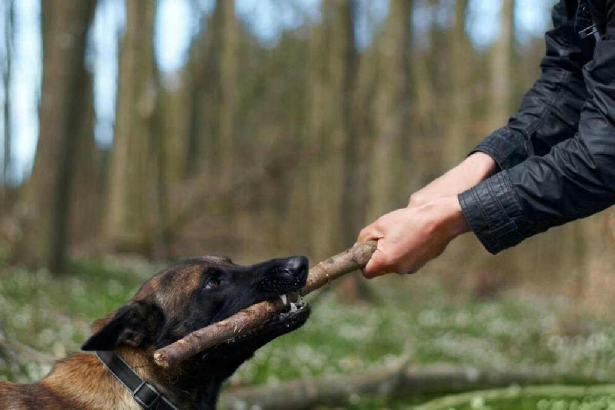 Strategie efficaci per perfezionare l’addestramento dei cani con comandi avanzati e pratici