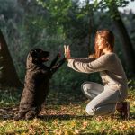 Strategie efficaci per perfezionare l’addestramento dei cani con comandi avanzati e pratici