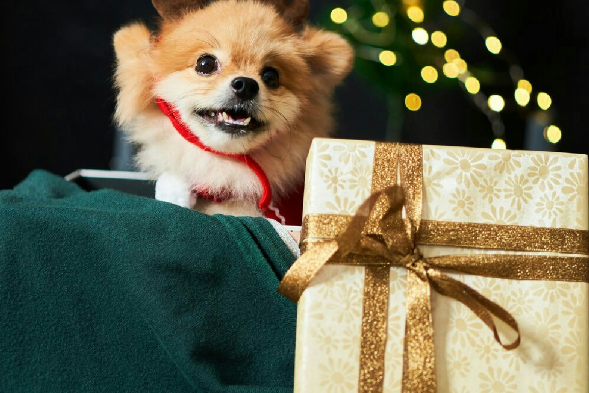 Tanti scelgono regali per gli animali, ma pochi pensano a ciò che li rende veramente felici