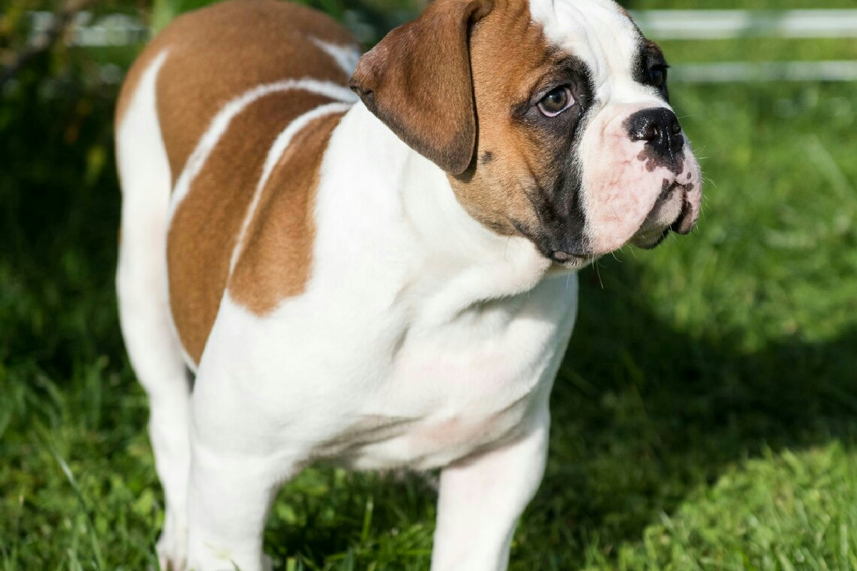 Tecniche efficaci per mantenere il mantello splendente utilizzando solo shampoo naturali