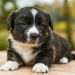 Il tuo cucciolo comunica senza parole: impara a leggere i segnali nascosti per educarlo al meglio fin da subito