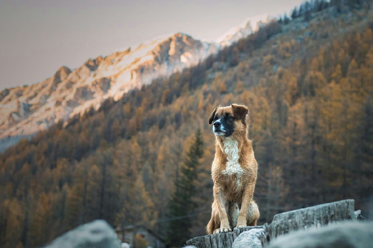 Vacanze in montagna con il tuo cane: consigli pratici per un’esperienza indimenticabile insieme