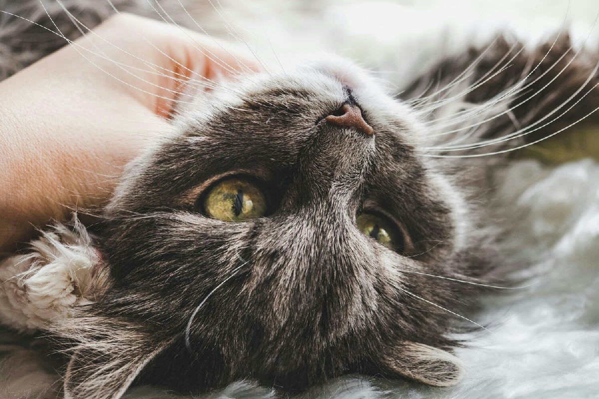 Vaccinazioni feline: le tappe essenziali per proteggere e mantenere il benessere del gatto in casa