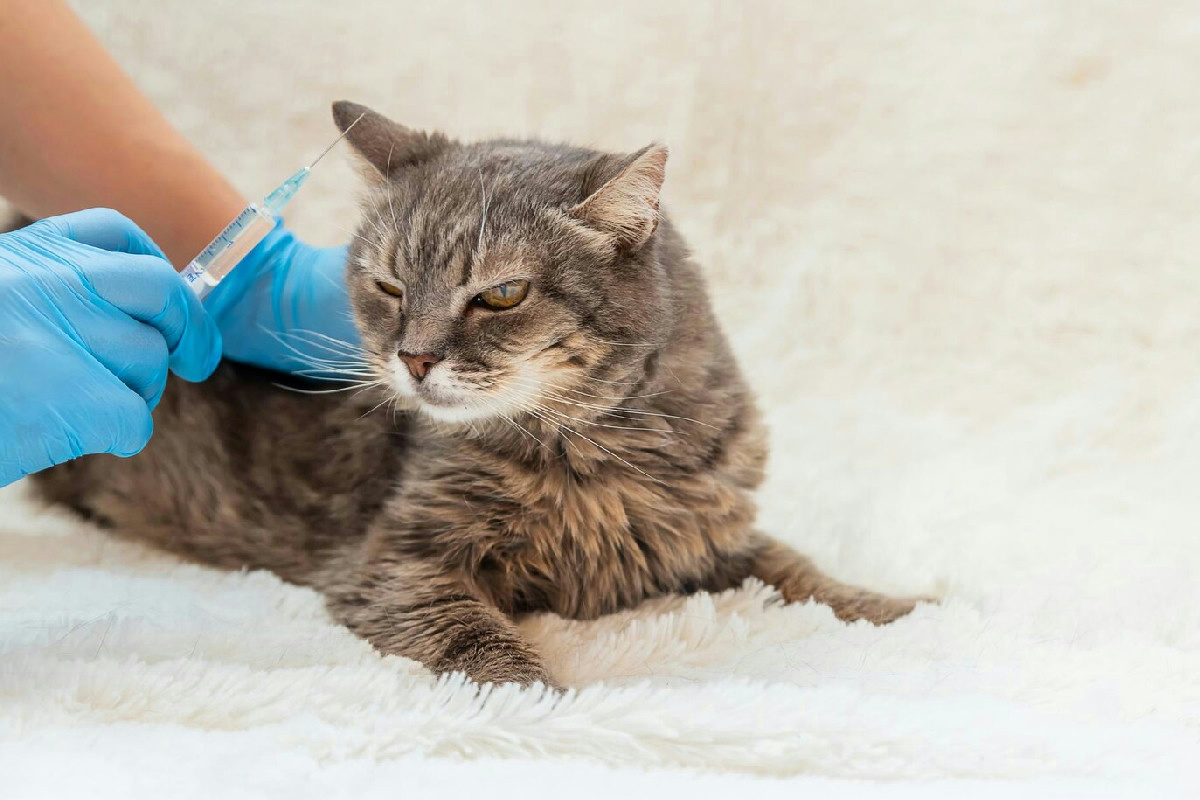 Vaccinazioni feline: le tappe essenziali per proteggere e mantenere il benessere del gatto in casa