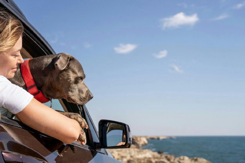 Viaggiare con animali domestici all’estero: guida completa a permessi e documenti necessari