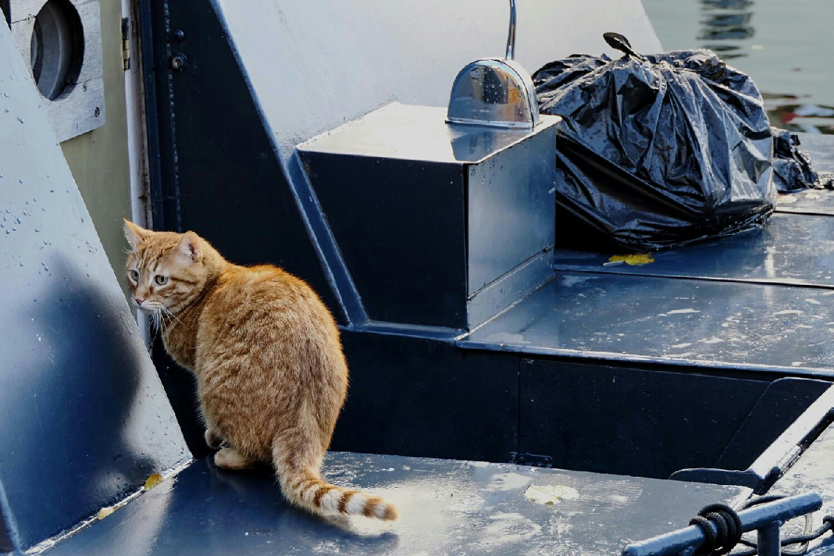 Viaggiare in nave e traghetto con cane e gatto: guida pratica per un viaggio senza problemi