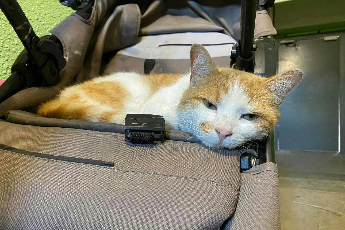 Viaggiare in treno con cane e gatto: consigli essenziali per un viaggio sereno e senza imprevisti