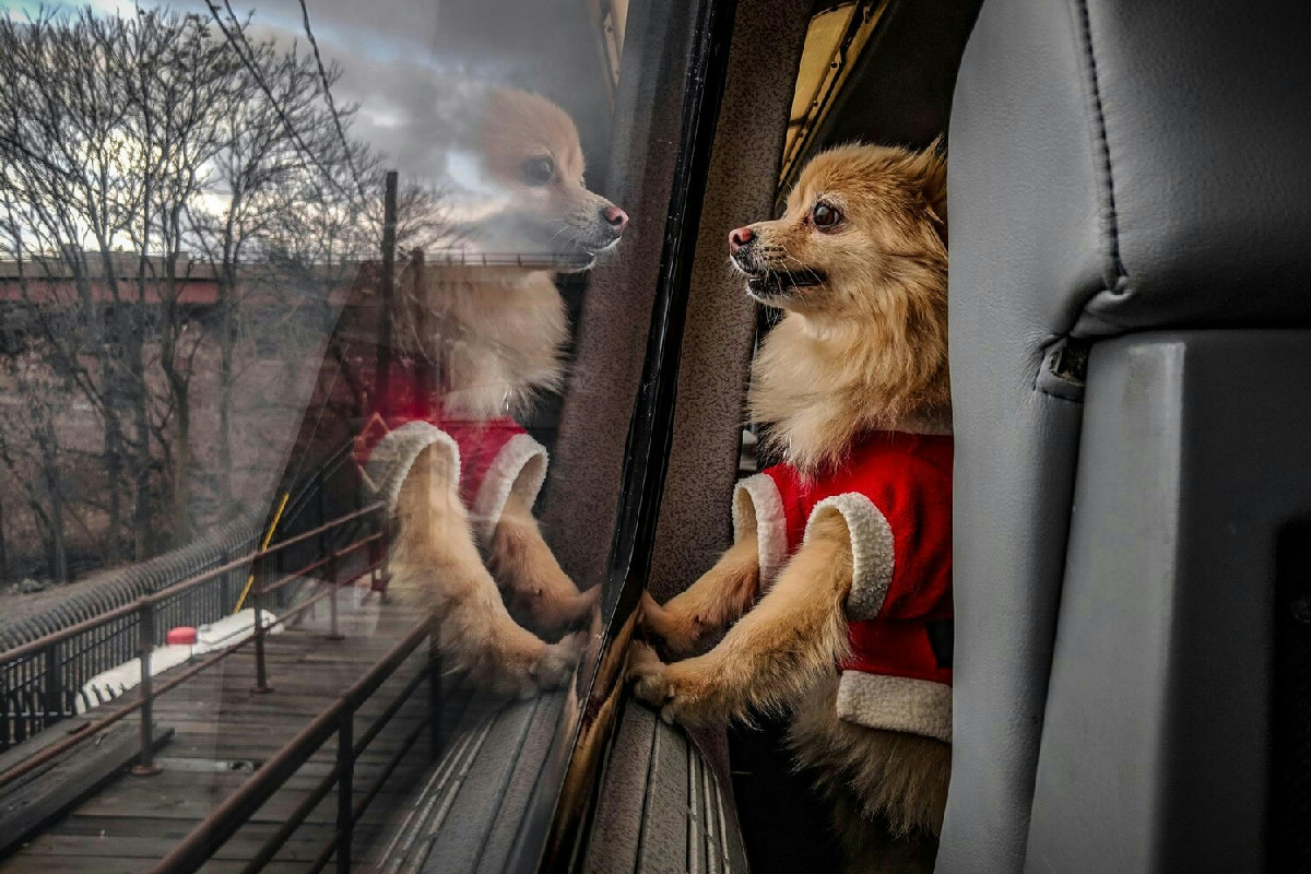 Viaggiare in treno con cane e gatto: consigli essenziali per un viaggio sereno e senza imprevisti