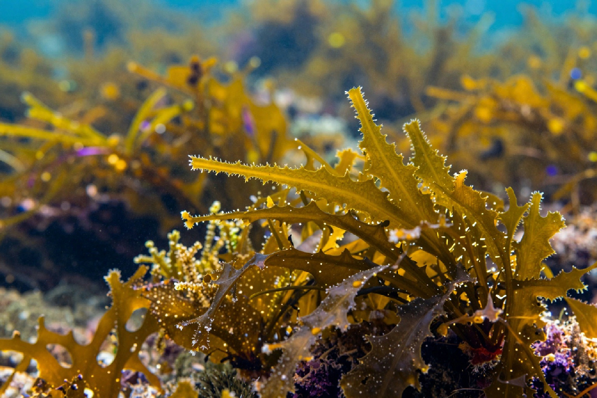 La nuova era delle alghe: il cambiamento climatico potrebbe rivoluzionare gli ecosistemi marini globali